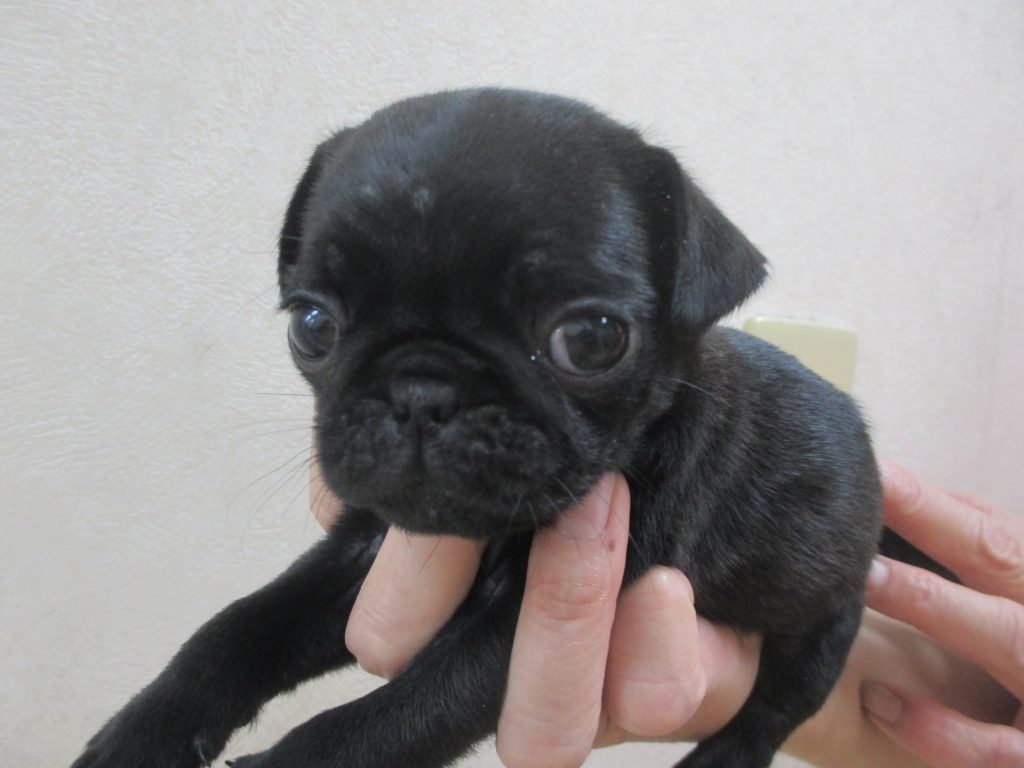 8月7日生まれのとってもかわいい黒パグの女の子です 犬の専門店 Happy Life